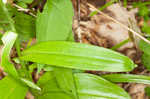 Small purple fringed orchid <BR>Lesser purple fringed orchid